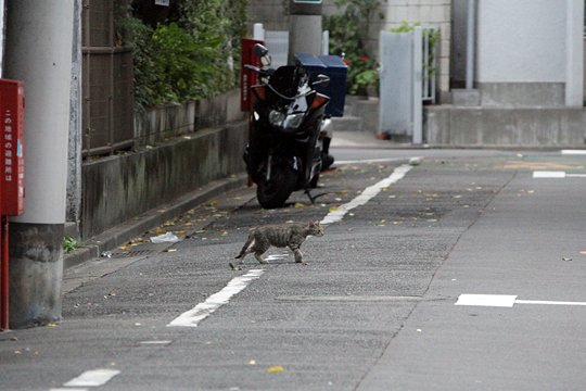 街のねこたち