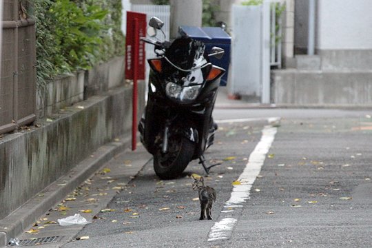 街のねこたち