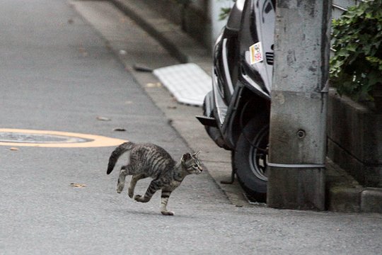 街のねこたち