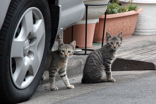 街のねこたち