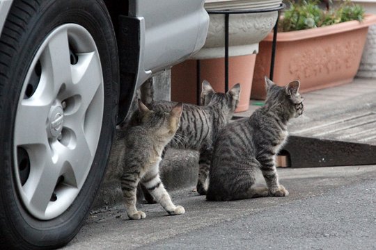 街のねこたち