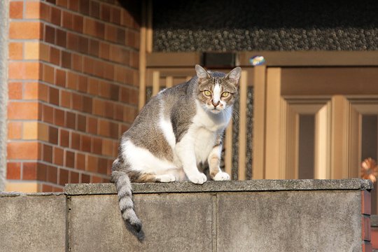 街のねこたち