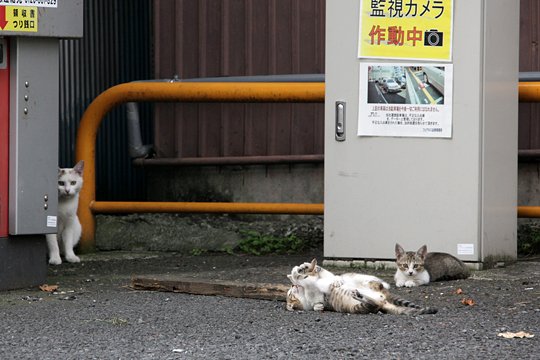 街のねこたち