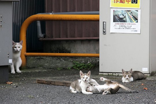 街のねこたち