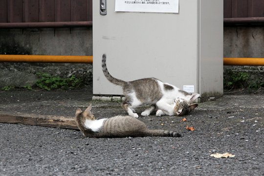 街のねこたち