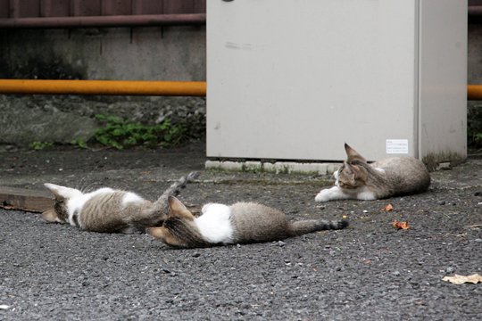 街のねこたち