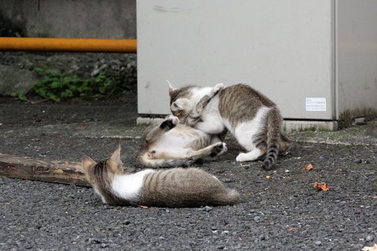 街のねこたち