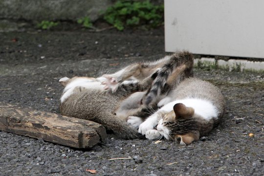 街のねこたち