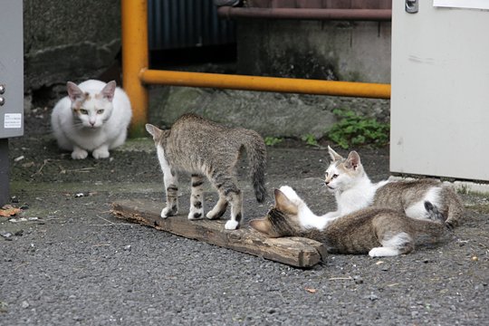 街のねこたち