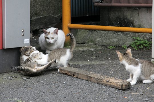 街のねこたち