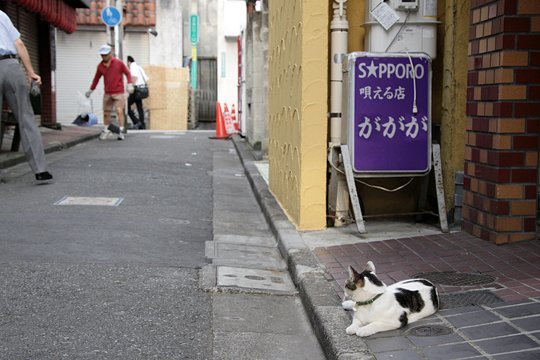 街のねこたち