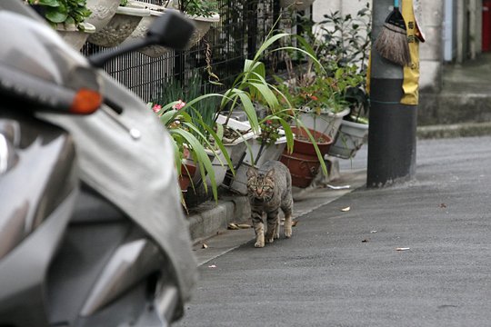 街のねこたち