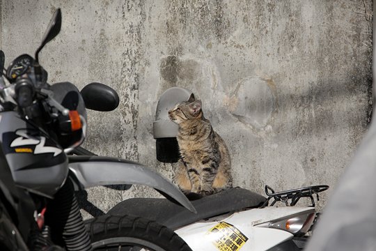 街のねこたち