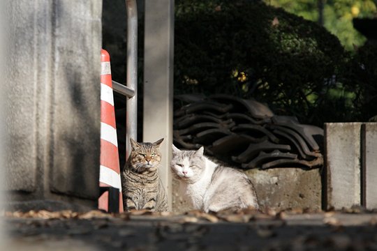 街のねこたち