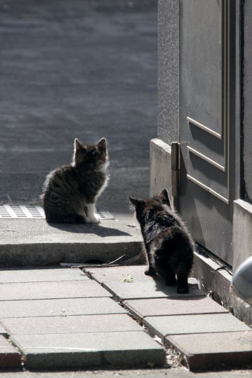 街のねこたち