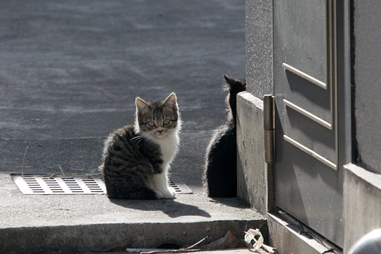 街のねこたち