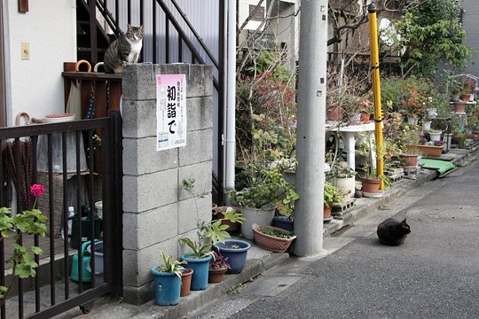 街のねこたち