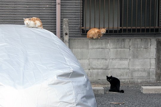 街のねこたち