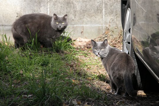 街のねこたち