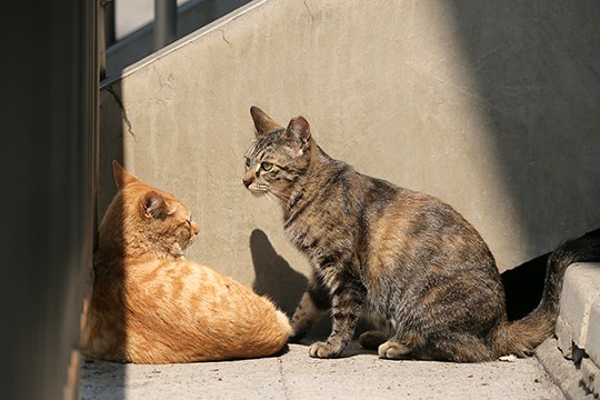 街のねこたち