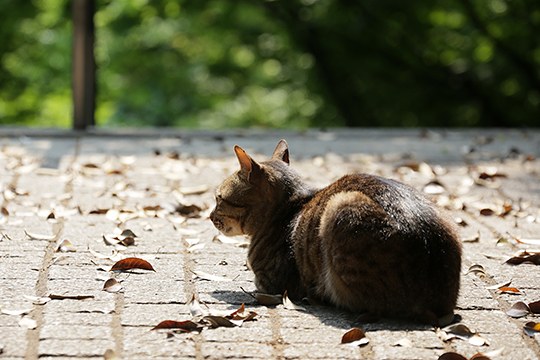 街のねこたち