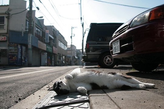 街のねこたち