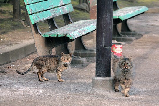 街のねこたち