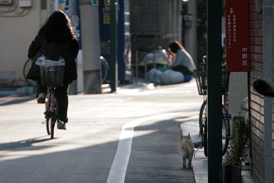 街のねこたち