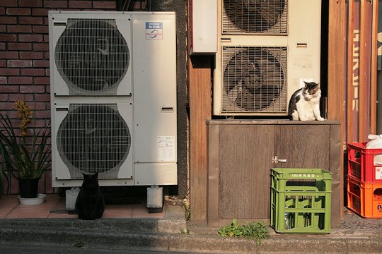 街のねこたち