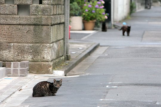 街のねこたち