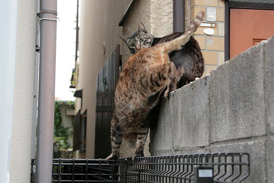 街のねこたち