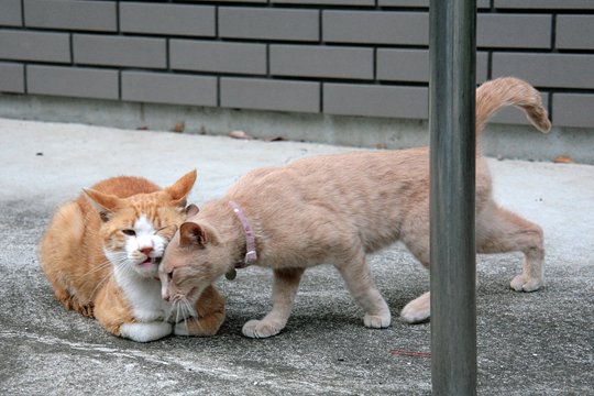 街のねこたち