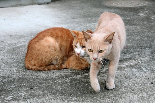 街のねこたち