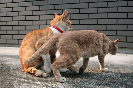 街のねこたち