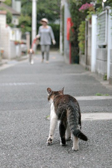 街のねこたち