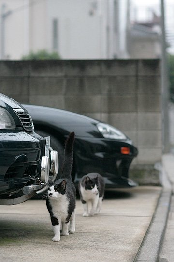 街のねこたち