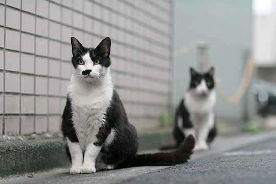 街のねこたち