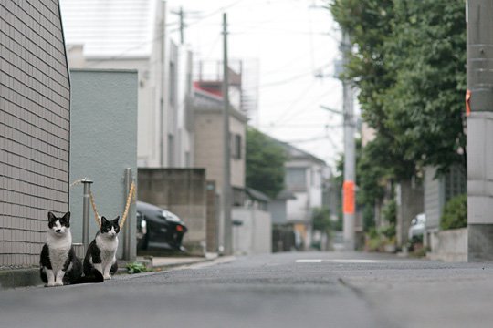 街のねこたち