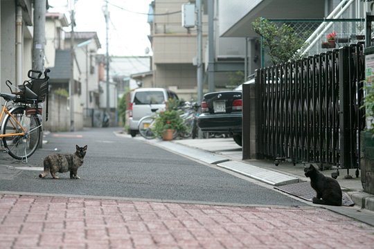 街のねこたち
