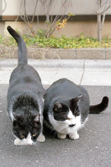 街のねこたち