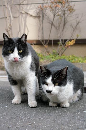 街のねこたち