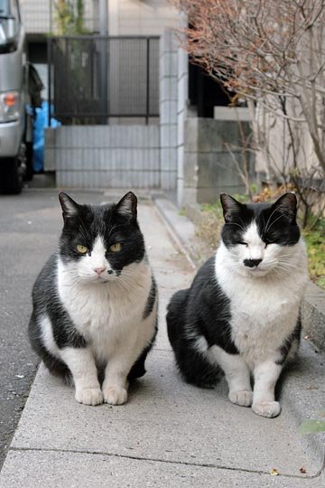 街のねこたち