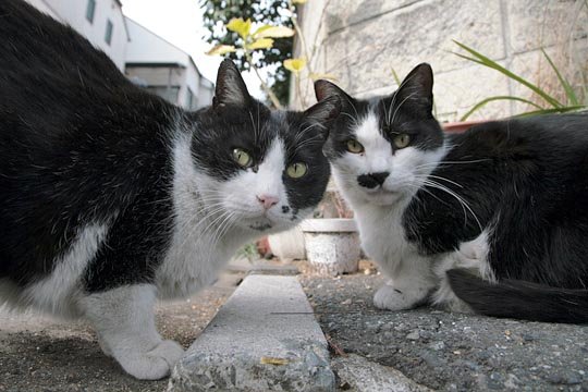 街のねこたち