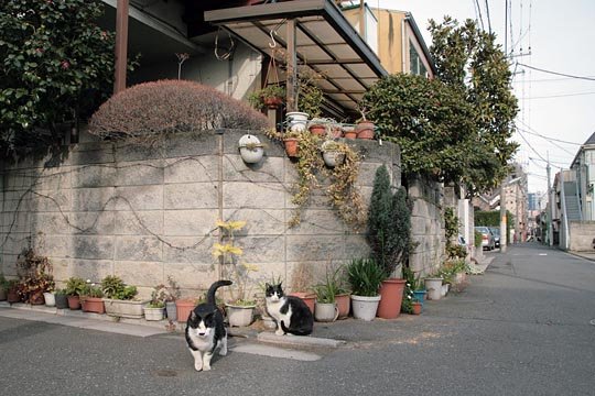 街のねこたち