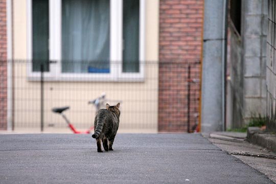 街のねこたち