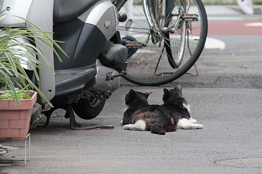 街のねこたち