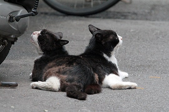 街のねこたち