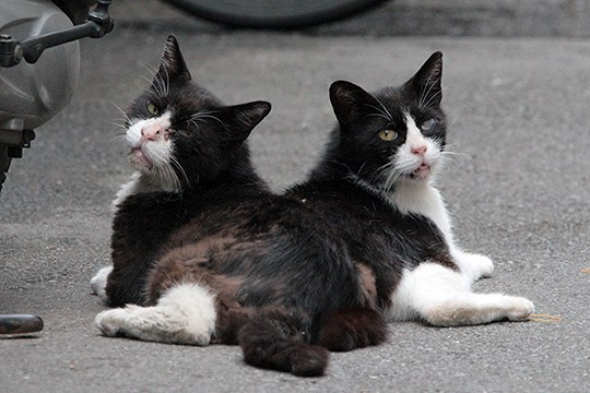 街のねこたち