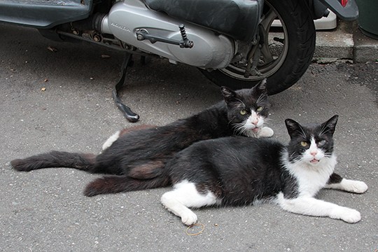 街のねこたち