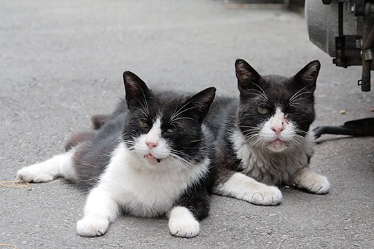 街のねこたち